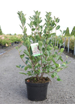 ARONIA arbutifolia BRILLIANT En pot de 10-12 litres buisson hauteur 060-080 cm