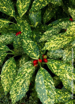 AUCUBA japonica CROTONIFOLIA