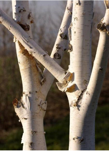 BETULA utilis