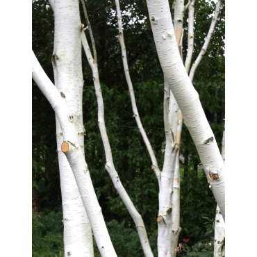 BETULA utilis