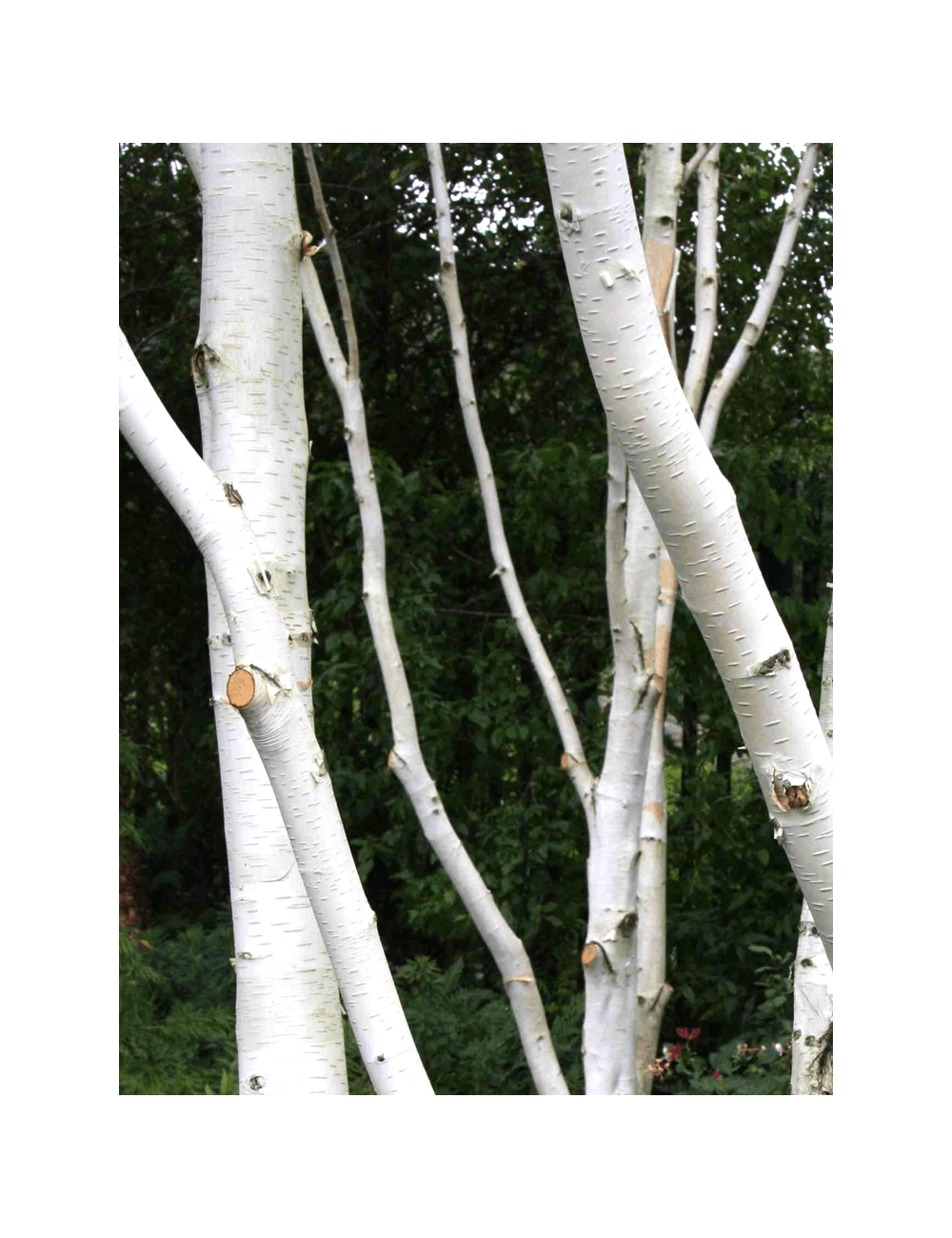 BETULA utilis