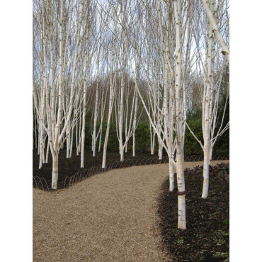 BETULA utilis