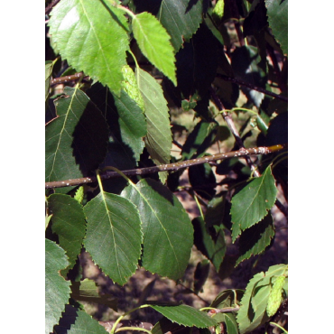 BETULA utilis