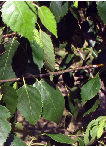 BETULA utilis