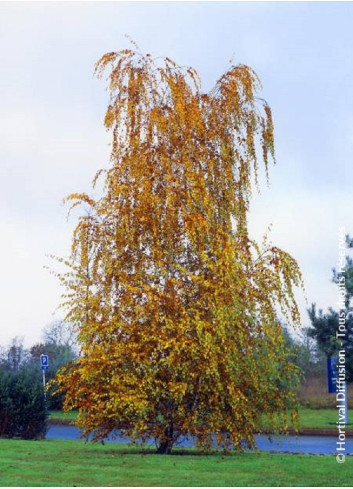 BETULA verrucosa ou pendula