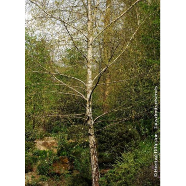 BETULA verrucosa ou pendula