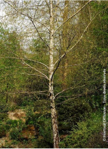 BETULA verrucosa ou pendula