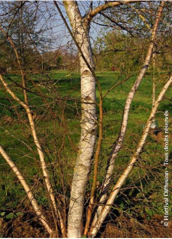 BETULA verrucosa ou pendula