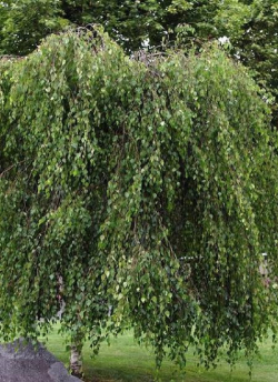 BETULA verrucosa YOUNGII