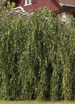 BETULA verrucosa YOUNGII