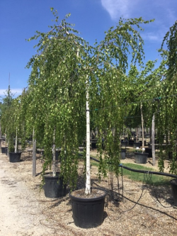 BETULA verrucosa YOUNGII En pot de 30-35 litres tige hauteur du tronc 190-210 cm circonférence du tronc 10-12 cm