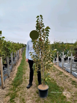 TILIA henryana En pot de 15-20 litres forme baliveau