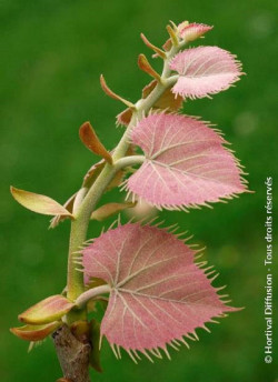 TILIA henryana