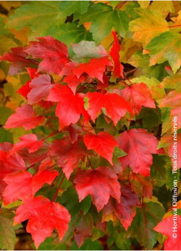 ACER rubrum FAIRVIEW FLAME