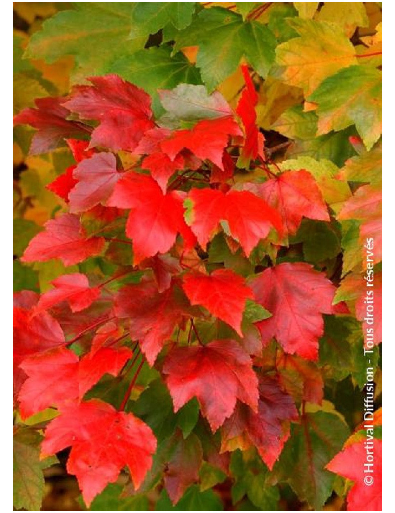 ACER rubrum FAIRVIEW FLAME