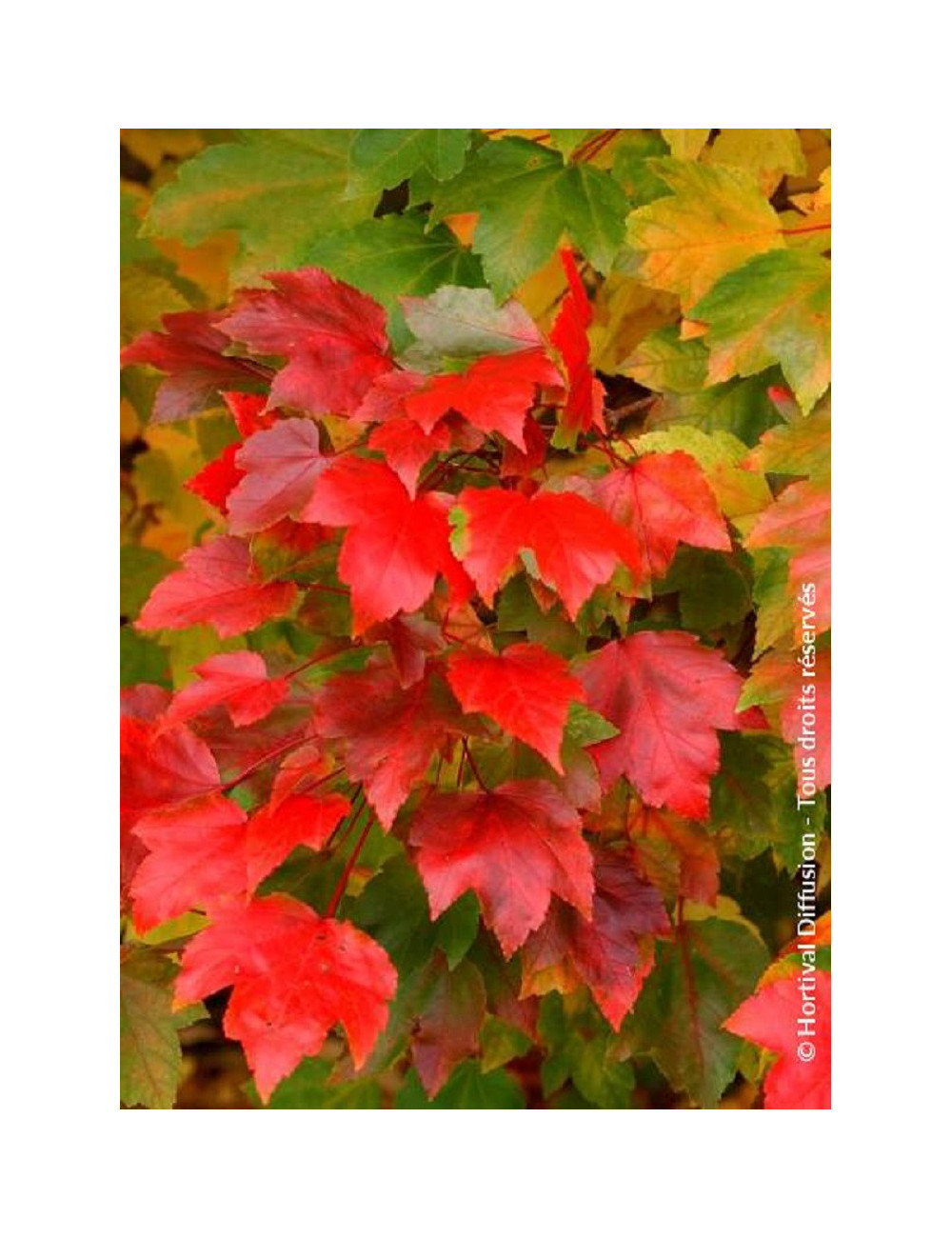 ACER rubrum FAIRVIEW FLAME