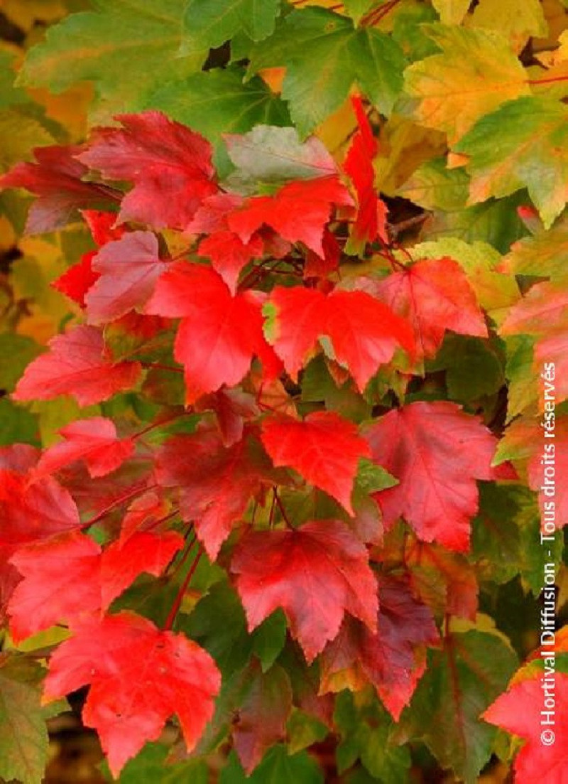 ACER rubrum FAIRVIEW FLAME