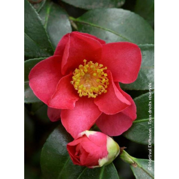 CAMELLIA sasanqua ROUGE