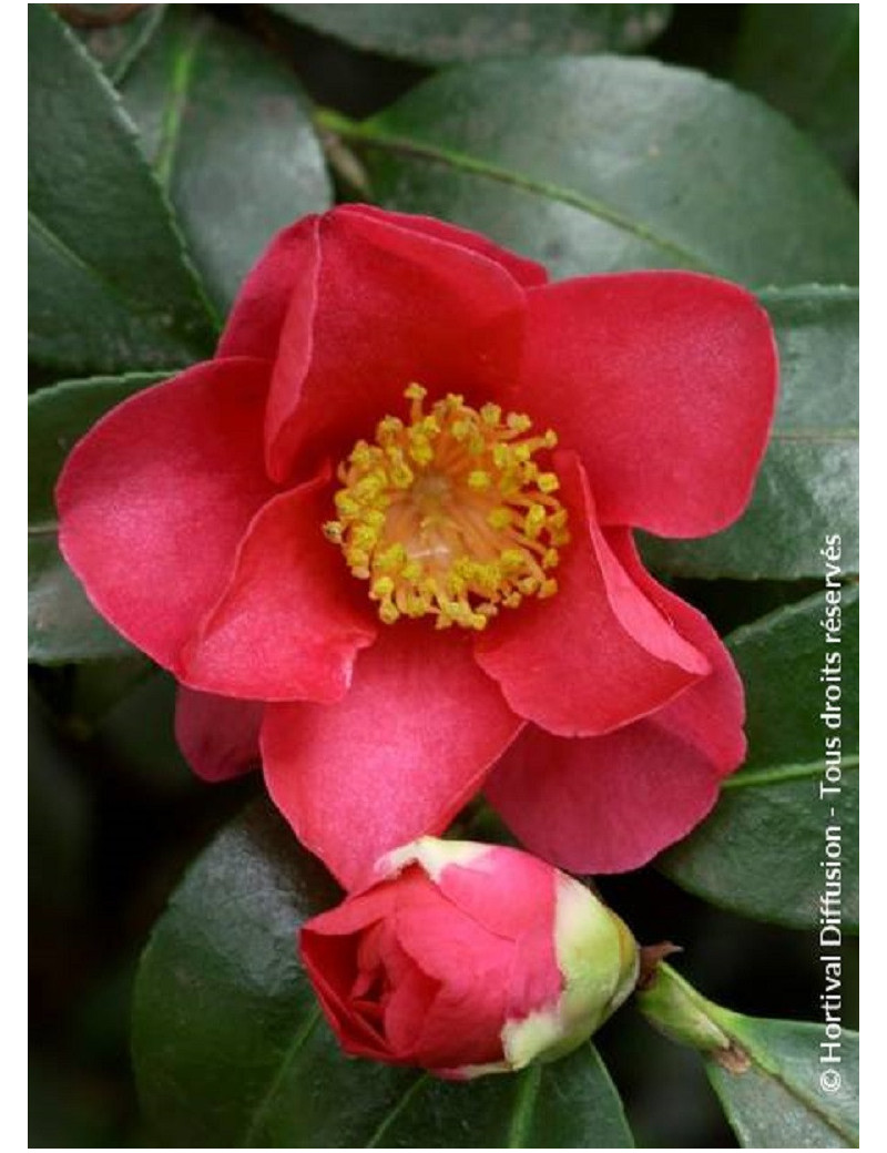 CAMELLIA sasanqua ROUGE