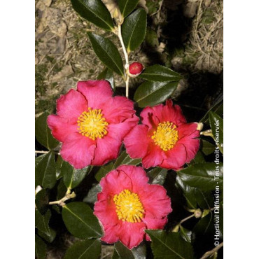 CAMELLIA sasanqua ROUGE