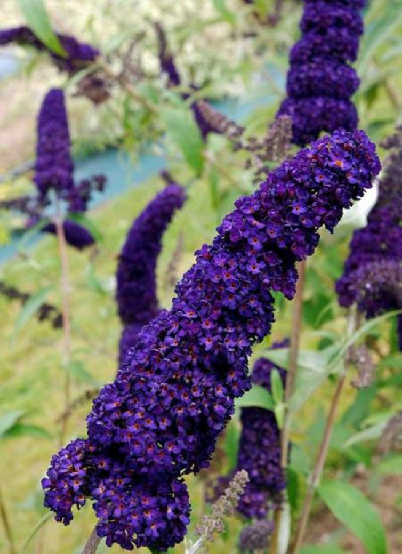 BUDDLEIA davidii BLACK KNIGHT