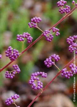 CALLICARPA dichotoma ISSAI