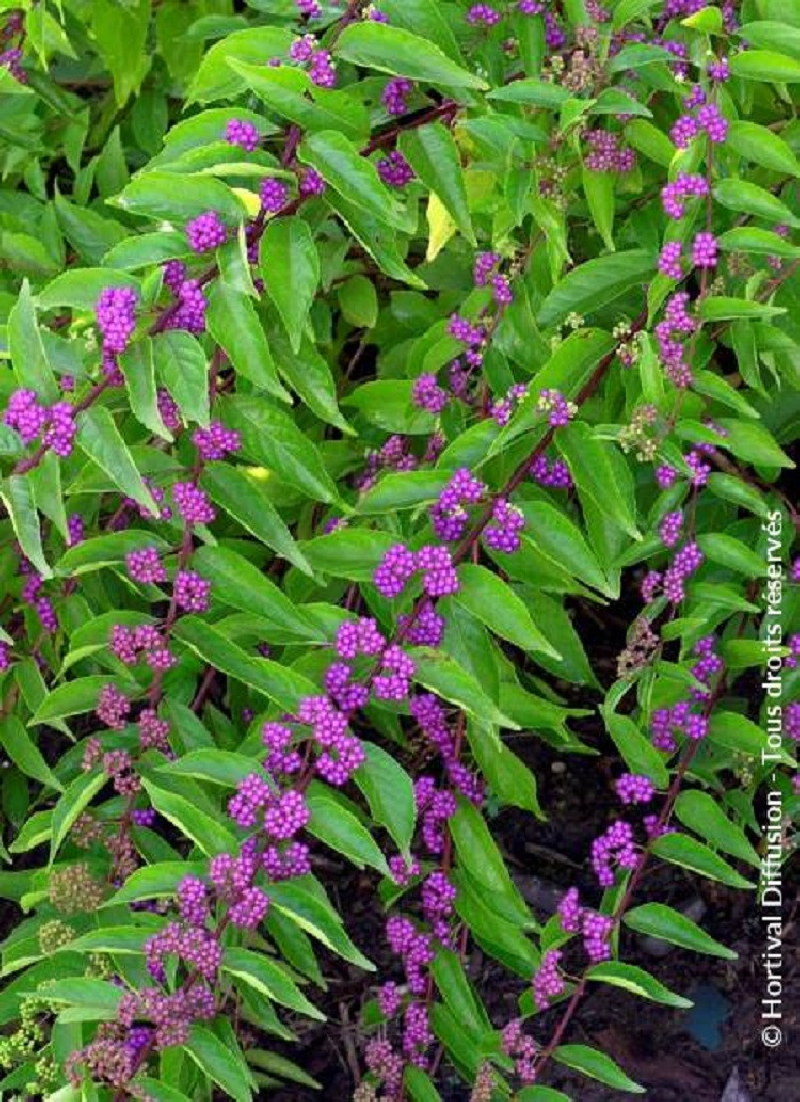 CALLICARPA dichotoma ISSAI