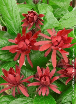 CALYCANTHUS floridus