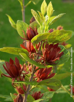 CALYCANTHUS floridus