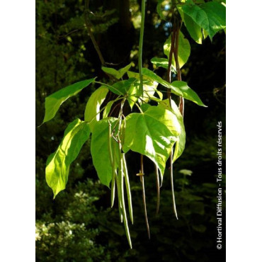 CATALPA bignonioides