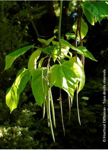 CATALPA bignonioides