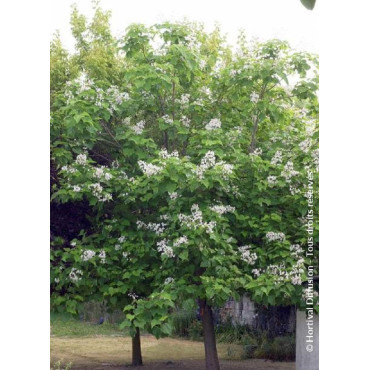 CATALPA bignonioides