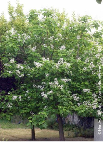 CATALPA bignonioides