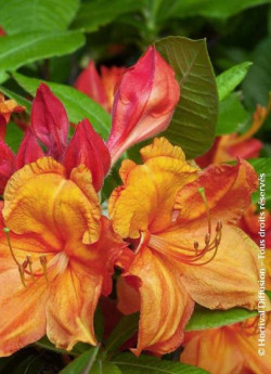 azalee-caduque-glowing-embers-azalea-mollis-glowing-embers-2.jpg