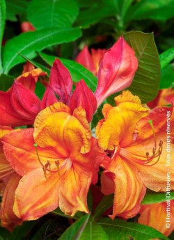 azalee-caduque-glowing-embers-azalea-mollis-glowing-embers-1.jpg