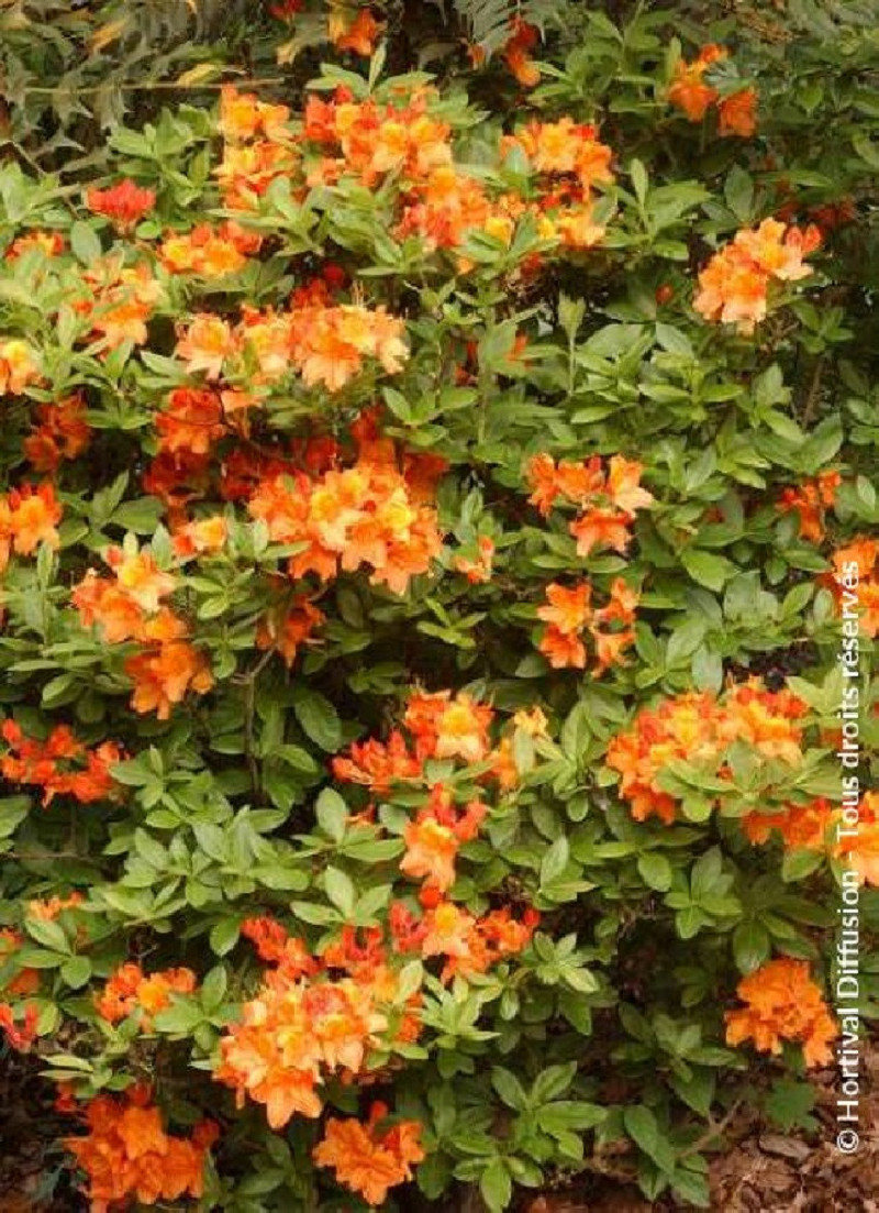 azalee-caduque-glowing-embers-azalea-mollis-glowing-embers.jpg