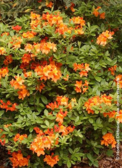 azalee-caduque-glowing-embers-azalea-mollis-glowing-embers.jpg
