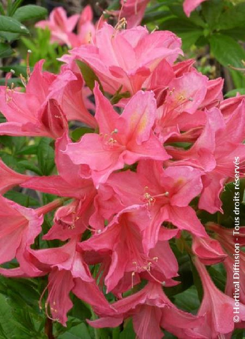 AZALEA mollis JOLIE MADAME
