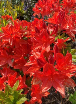 AZALEA mollis NABUCCO