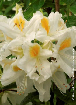 azalee-caduque-persil-azalea-mollis-persil.jpg