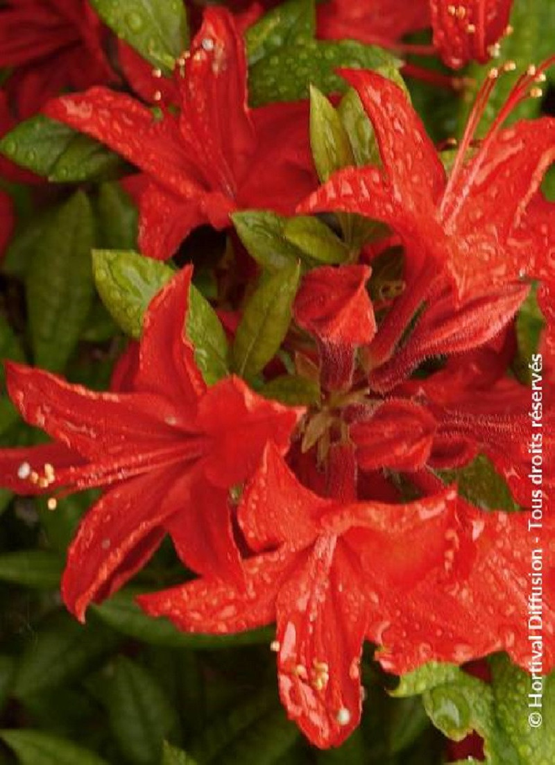 azalee-caduque-satan-azalea-mollis-satan.jpg
