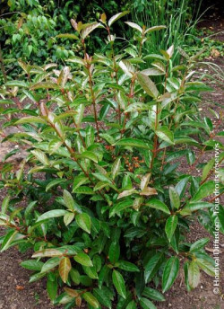 viorne-le-bois-marquis-viburnum-le-bois-marquis-1.jpg