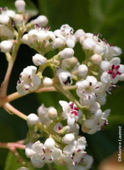 viorne-le-bois-marquis-viburnum-le-bois-marquis-4.jpg