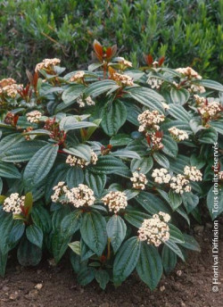 VIBURNUM davidii