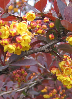 BERBERIS ottawensis AURICOMA