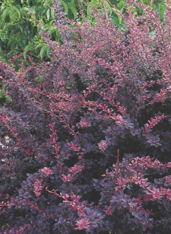 BERBERIS thunbergii ROSE GLOW