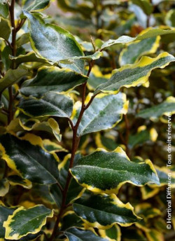 ELAEAGNUS ebbingei VIVELEG®