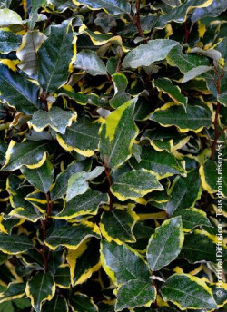 ELAEAGNUS ebbingei VIVELEG®