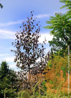 BETULA CRIMSON FROST