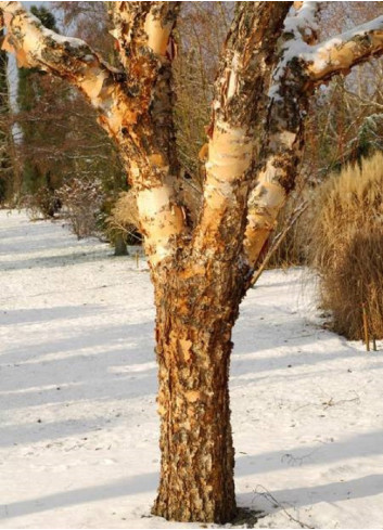 BETULA nigra HERITAGE